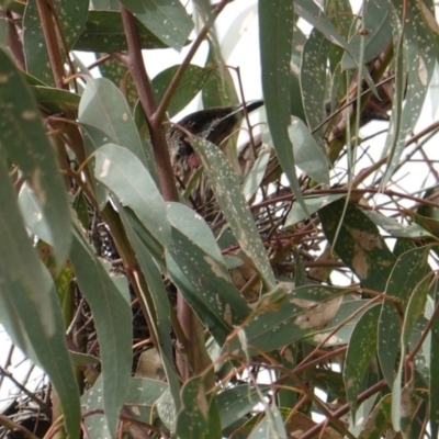 Anthochaera carunculata (Red Wattlebird) at Red Hill to Yarralumla Creek - 15 Dec 2018 by JackyF