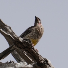 Anthochaera carunculata at Deakin, ACT - 15 Dec 2018