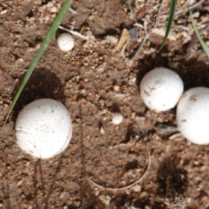 zz puffball at Deakin, ACT - 15 Dec 2018