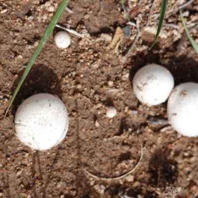 zz puffball at Red Hill to Yarralumla Creek - 15 Dec 2018 by JackyF