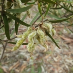 Acacia lanigera var. lanigera (Woolly Wattle, Hairy Wattle) at O'Malley, ACT - 15 Dec 2018 by Mike