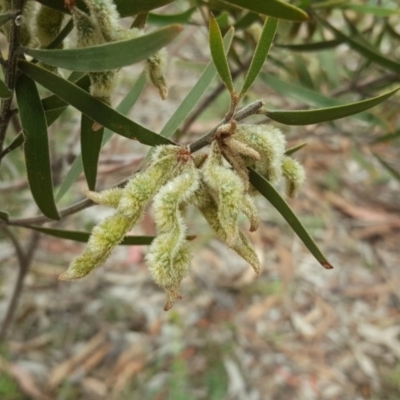 Acacia lanigera var. lanigera (Woolly Wattle, Hairy Wattle) at Mount Mugga Mugga - 15 Dec 2018 by Mike