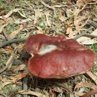 zz bolete at O'Malley, ACT - 15 Dec 2018 by Mike
