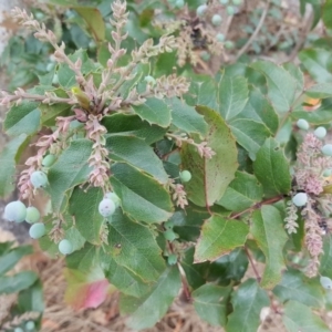 Berberis aquifolium at Red Hill, ACT - 4 Dec 2018 03:08 PM