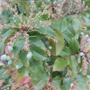 Berberis aquifolium at Red Hill, ACT - 4 Dec 2018