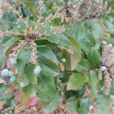 Berberis aquifolium (Oregon Grape) at Red Hill Nature Reserve - 4 Dec 2018 by Mike