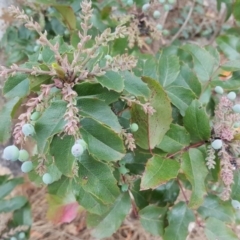 Berberis aquifolium (Oregon grape) at Red Hill, ACT - 4 Dec 2018 by Mike