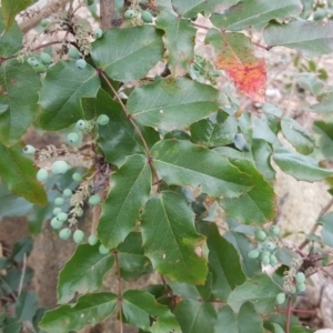 Berberis aquifolium at Red Hill, ACT - 4 Dec 2018