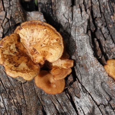 Lentinus arcularius (Fringed Polypore) at Red Hill to Yarralumla Creek - 15 Dec 2018 by JackyF