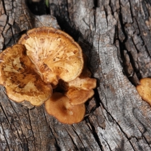 Lentinus arcularius at Deakin, ACT - 15 Dec 2018