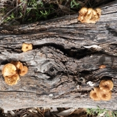 Lentinus arcularius at Deakin, ACT - 15 Dec 2018