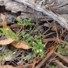 Asperula conferta (Common Woodruff) at Hughes, ACT - 15 Dec 2018 by JackyF