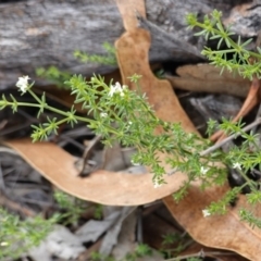 Asperula conferta at Hughes, ACT - 15 Dec 2018