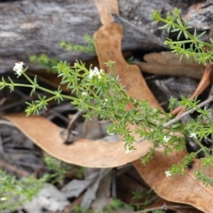 Asperula conferta at Hughes, ACT - 15 Dec 2018