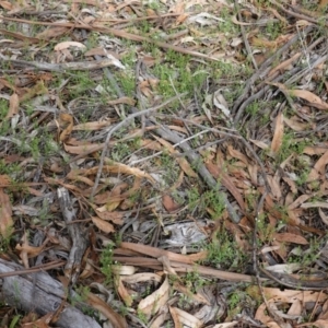 Asperula conferta at Hughes, ACT - 15 Dec 2018