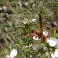 Anterhynchium nigrocinctum (Potter Wasp) at O'Malley, ACT - 15 Dec 2018 by Mike