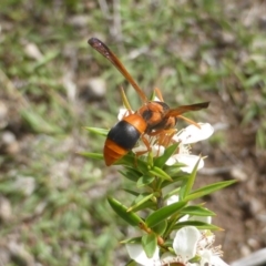 Anterhynchium nigrocinctum at O'Malley, ACT - 15 Dec 2018 03:35 PM