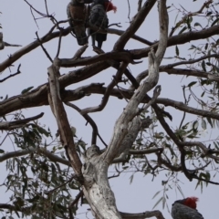 Callocephalon fimbriatum at Hughes, ACT - suppressed