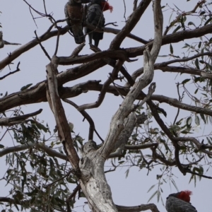 Callocephalon fimbriatum at Hughes, ACT - suppressed