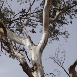 Callocephalon fimbriatum at Hughes, ACT - suppressed