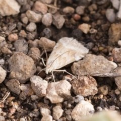 Hellula hydralis (Cabbage Centre Moth) at Illilanga & Baroona - 15 Dec 2018 by Illilanga