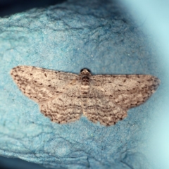 Phelotis cognata (Long-fringed Bark Moth) at O'Connor, ACT - 3 Dec 2018 by ibaird