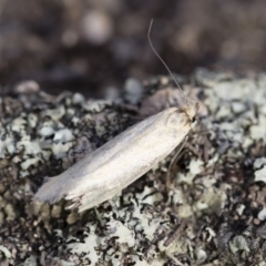 Philobota productella (Pasture Tunnel Moth) at Michelago, NSW - 15 Dec 2018 by Illilanga