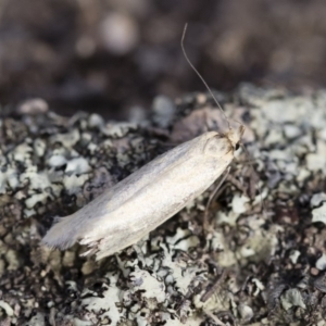 Philobota productella at Michelago, NSW - 15 Dec 2018