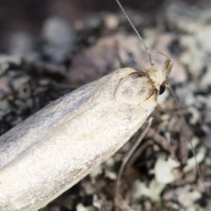 Philobota productella at Michelago, NSW - 15 Dec 2018