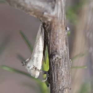 Philobota productella at Michelago, NSW - 15 Dec 2018