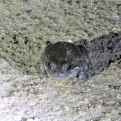 Limnodynastes dumerilii (Eastern Banjo Frog) at Namadgi National Park - 15 Dec 2018 by KumikoCallaway