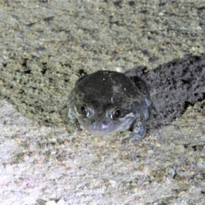 Limnodynastes dumerilii at Paddys River, ACT - 15 Dec 2018