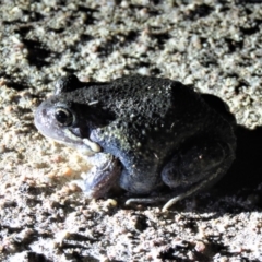 Limnodynastes dumerilii at Paddys River, ACT - 15 Dec 2018