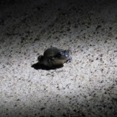 Limnodynastes dumerilii at Paddys River, ACT - 15 Dec 2018