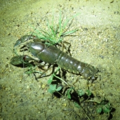 Cherax destructor (Common Yabby) at Paddys River, ACT - 15 Dec 2018 by KumikoCallaway