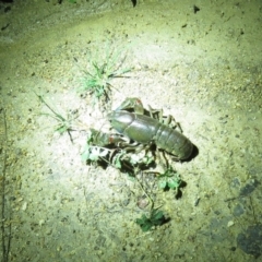 Cherax destructor at Paddys River, ACT - 15 Dec 2018 09:29 PM