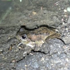 Litoria peronii (Peron's Tree Frog, Emerald Spotted Tree Frog) at Paddys River, ACT - 15 Dec 2018 by KumikoCallaway