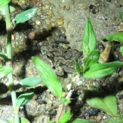 Crinia parinsignifera (Plains Froglet) at Namadgi National Park - 15 Dec 2018 by KumikoCallaway