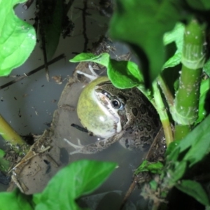 Limnodynastes tasmaniensis at Paddys River, ACT - 15 Dec 2018 09:39 PM