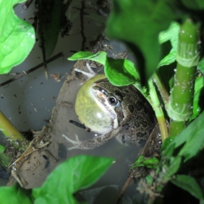 Limnodynastes tasmaniensis (Spotted Grass Frog) at Namadgi National Park - 15 Dec 2018 by KumikoCallaway