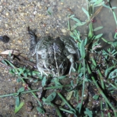 Limnodynastes tasmaniensis at Paddys River, ACT - 15 Dec 2018 09:39 PM