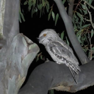 Podargus strigoides at Paddys River, ACT - 15 Dec 2018