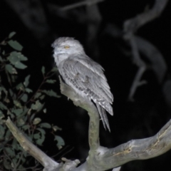 Podargus strigoides at Paddys River, ACT - 15 Dec 2018 10:06 PM