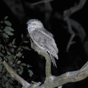 Podargus strigoides at Paddys River, ACT - 15 Dec 2018