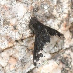 Anthrax sp. (genus) (Unidentified Anthrax bee fly) at Tennent, ACT - 15 Dec 2018 by Harrisi