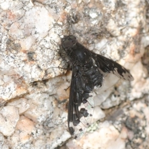 Anthrax sp. (genus) at Tennent, ACT - 15 Dec 2018 02:23 PM