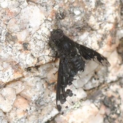 Anthrax sp. (genus) (Unidentified Anthrax bee fly) at Namadgi National Park - 15 Dec 2018 by Harrisi