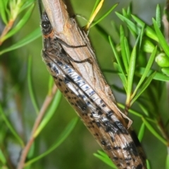 Archichauliodes (Riekochauliodes) guttiferus (Dobsonfly or Fishfly) at Tennent, ACT - 15 Dec 2018 by Harrisi