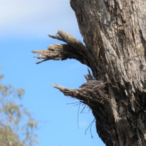 Artamus cyanopterus at Gilmore, ACT - 9 Dec 2018