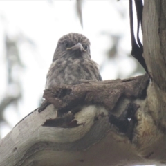Artamus cyanopterus (Dusky Woodswallow) at Gilmore, ACT - 14 Dec 2018 by KumikoCallaway